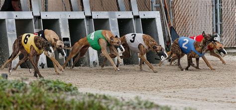 bet365 dog results|Greyhound Derby: Dates, format, history & betting odds .